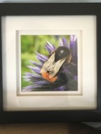 Bee on Globe Thistle Picture £15